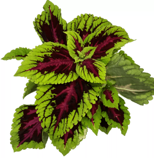 Coleus forsocolia plant in Matcha Slim relieves nervousness during weight loss